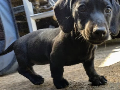 Dachshund – Runcorn