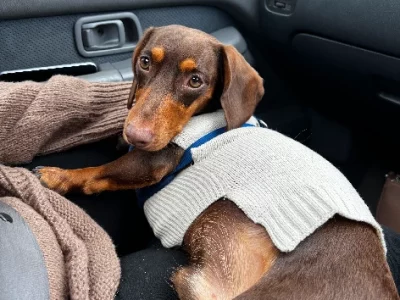 Dachshund – Harkaway