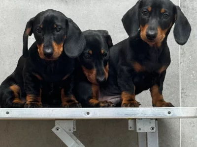 Dachshund – Moorabbin