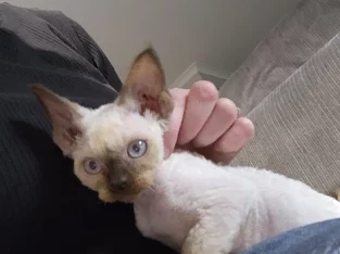 Devon Rex Kitten
