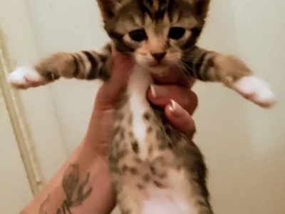 Domestic Short Hair (DSH) – Sunbury