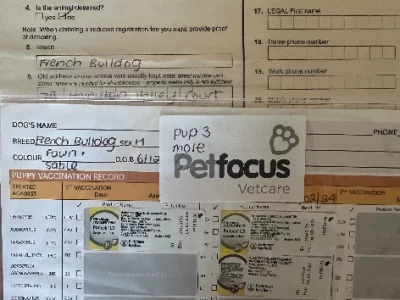 French Bulldog – Albury