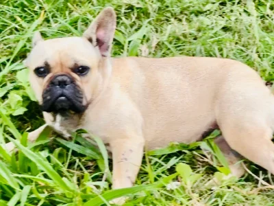 French Bulldog – Ormeau