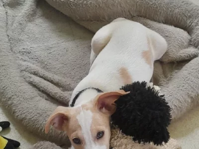 Jack Russell – Mareeba