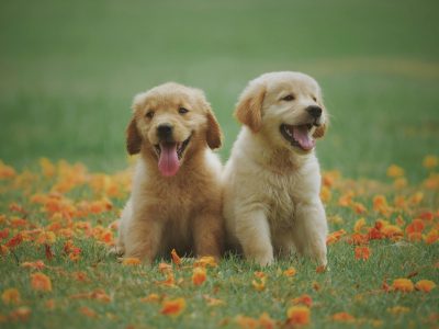 The Importance of Vaccinations for Your New Puppy