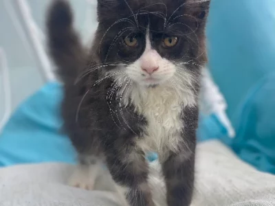 Maine Coon – Glenhaven