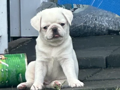 Pug – Bundaberg Central