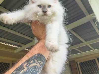 Ragdoll – Doolandella