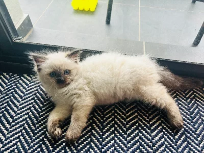 Ragdoll – Oran Park