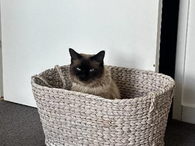 Ragdoll – Penrith