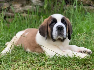 Saint Bernard – Bilpin