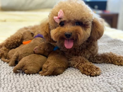 Toy Poodle – Woodpark