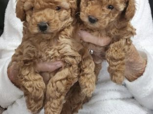 Spoodle – Umina Beach