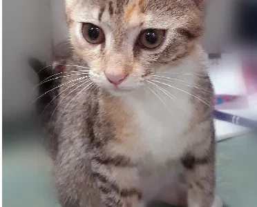 Domestic Short Hair (DSH) “GEM” – Millaa Millaa