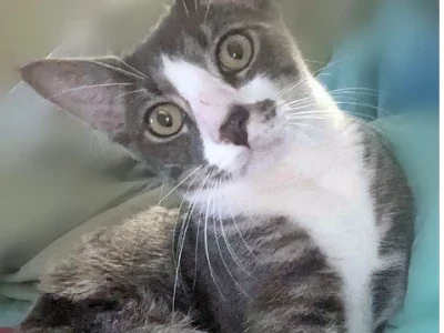 Domestic Short Hair (DSH) – Millaa Millaa