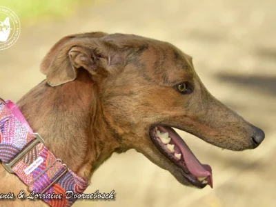 Greyhound “BAILEY”- Cairns