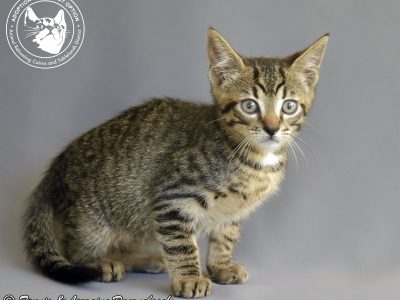Domestic Short Hair (DSH) “SPOT”- Atherton