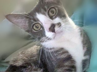 Domestic Short Hair (DSH) – Millaa Millaa