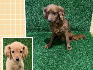 Cavoodle – Glenhaven