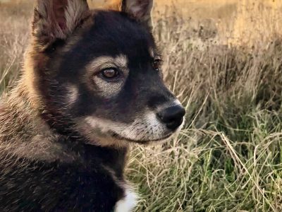 Other Dogs – Mansfield