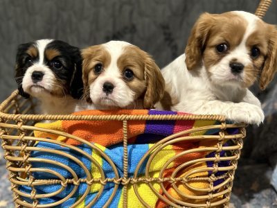 Cavalier King Charles Spaniel – Dubbo