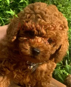 Toy Poodle – Malama Arapoglou