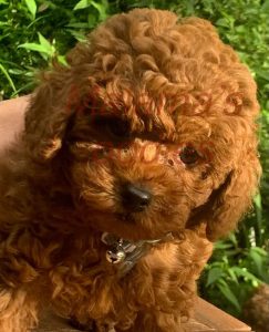 Toy Poodle – Malama Arapoglou