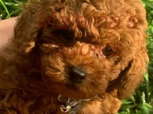 Toy Poodle – Malama Arapoglou