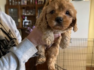 Cavoodle – Strathmerton