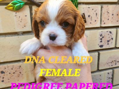 Cavalier King Charles Spaniel – Gatton