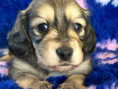 Dachshund – Bundaberg Central