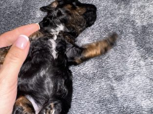 Cavoodle – Wheelers Hill