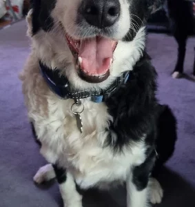 Border Collie – Raymond Terrace