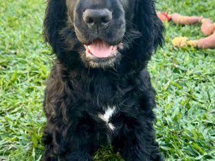 Cocker Spaniel – Mackay