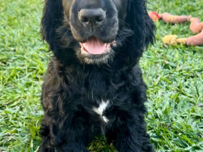 Cocker Spaniel – Mackay