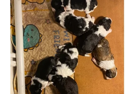 Maltese Shih Tzu – Morpeth