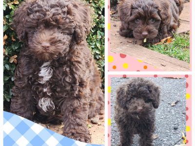 Cavoodle – Greenvale