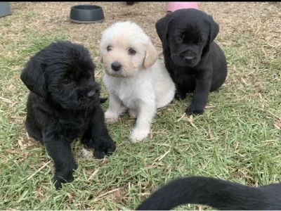 Labradoodle – Woodside