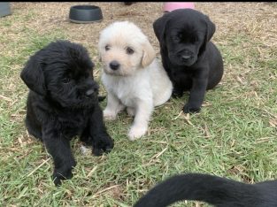 Labradoodle – Woodside