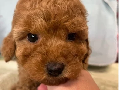 Cavoodle – Millgrove