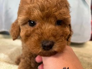 Cavoodle – Millgrove