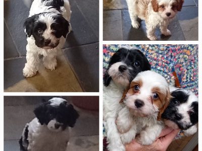 Cavoodle – Gabrielle