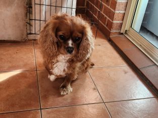 Cavalier King Charles Spaniel – Georgina hanna