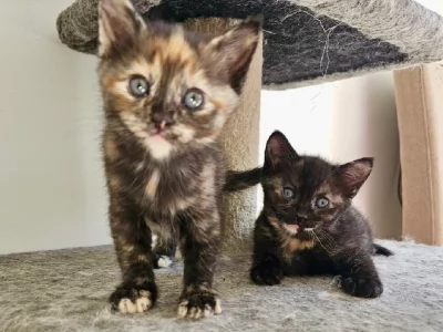 Ragdoll – Rachal Marks