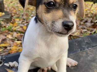 Mini Foxy – Penrith