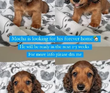 Dachshund – Pimpama