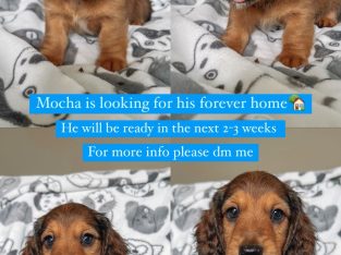 Dachshund – Pimpama