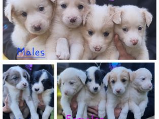 Border Collie – Como