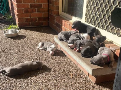 American Staffordshire Bull Terrier – Medowie