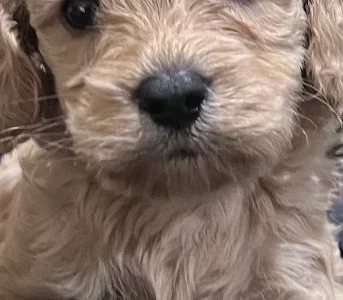 Mini Cavoodle – Killarney Vale